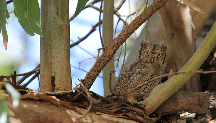 Comptage Petit-duc scops